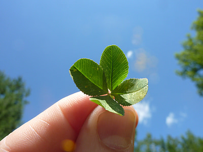 person holding four leaves thumbnail