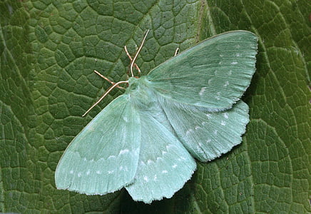 green butterfly perched on green leaf thumbnail