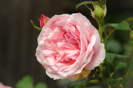 bloomed pink rose in closed-up photo thumbnail