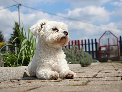 white Maltese puppy lying on ground thumbnail