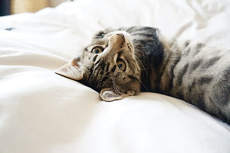 gray tabby cat lying on white mattress thumbnail