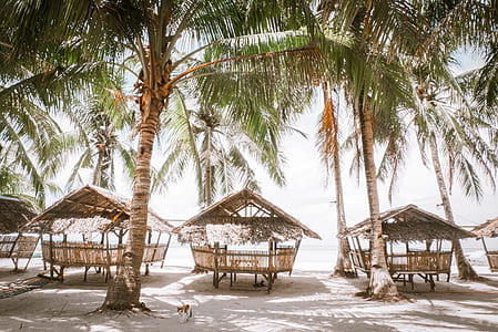 three brown cottages under coconut trees thumbnail