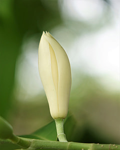 Other Jade Flower, White Other thumbnail