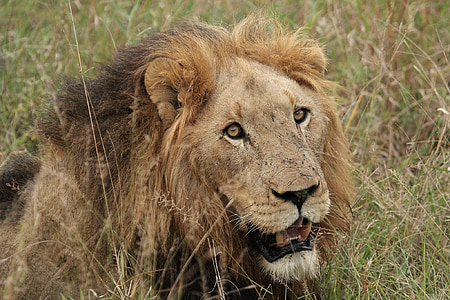 close-up photo of brown lion thumbnail