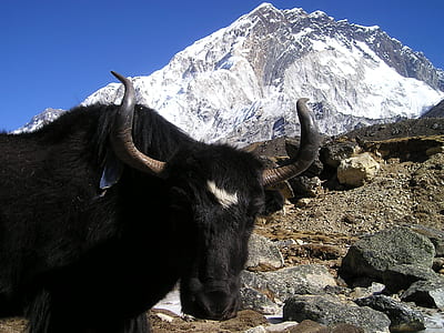 black cattle on mountain at daytime thumbnail