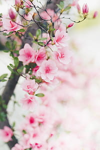 selective focus of pink petaled flowers during daytime thumbnail