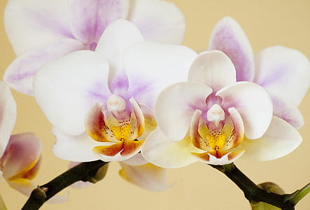 white and purple Orchid flowers thumbnail
