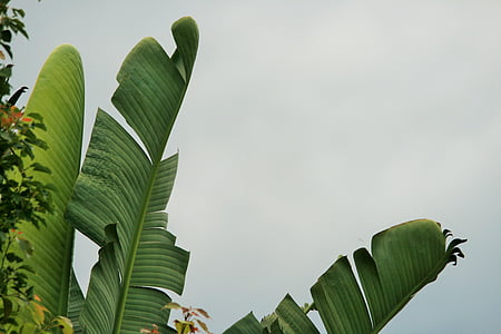 three green banana leaves thumbnail