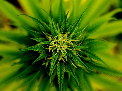close up photography of green linear leaf plant thumbnail