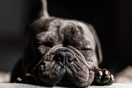 adult black French bulldog thumbnail