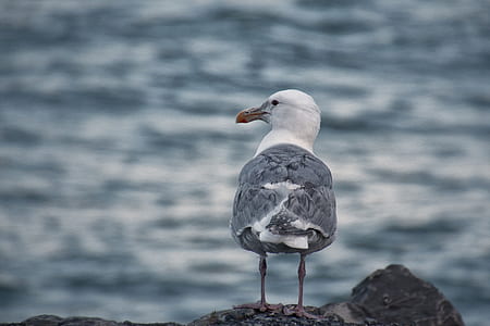 seagull on rock formation thumbnail