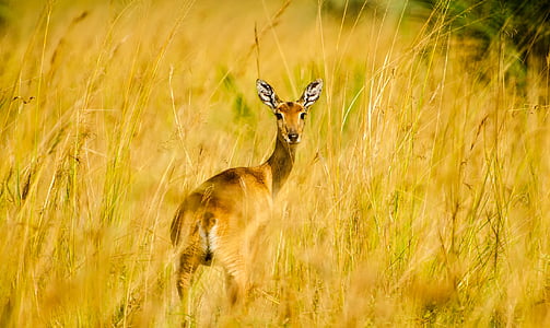 brown deer on brown grass field at daytime thumbnail