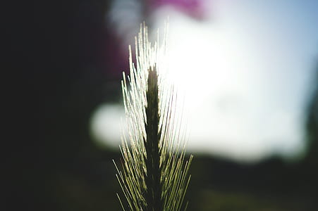 light, dawn, nature, summer thumbnail