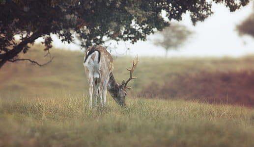 Close-up Photography of Deer thumbnail