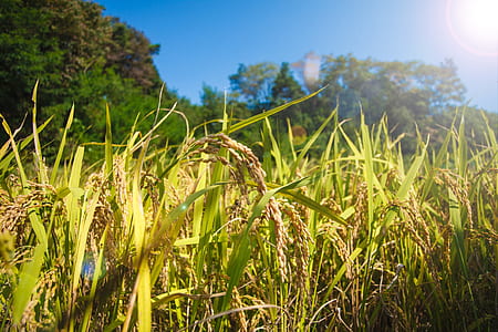 green grass field thumbnail