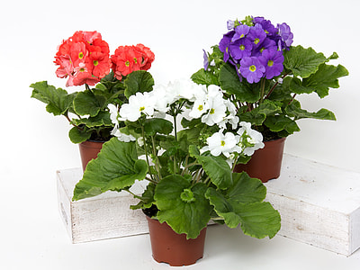 three assorted-color flower arrangements thumbnail