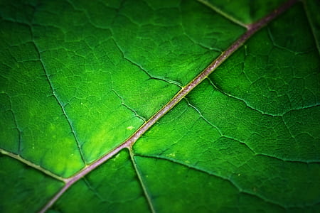 macro photography of green leaf thumbnail