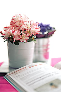 close-up photography of white and pink petaled flowers thumbnail