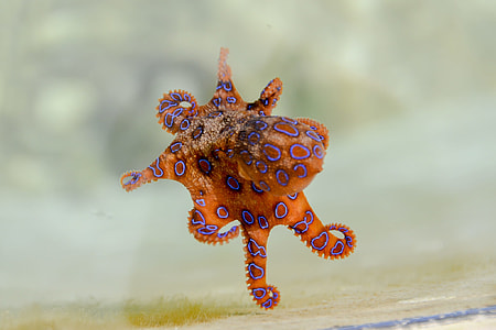 orange and red octopus thumbnail
