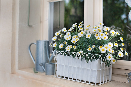 white-and-yellow Daisy flower in gray metal pot near metal watering can thumbnail