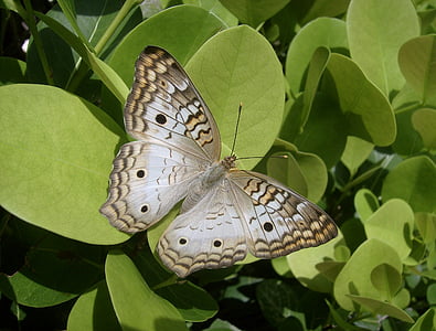 white peacock butterfly perching on green leaves at daytime thumbnail