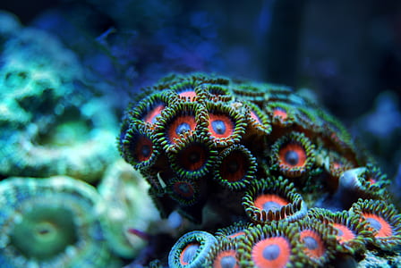 red-blue-and-green sea anemones close up photo thumbnail