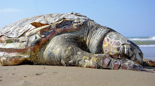 green and brown sea turtle on beach thumbnail