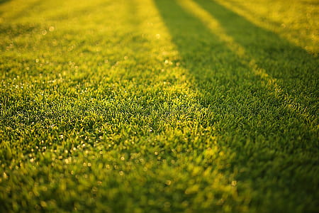 field, grass, lawn, blur thumbnail
