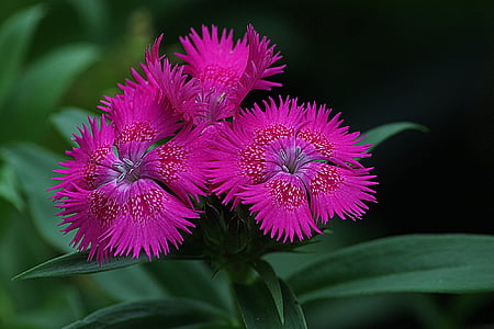 closeup photo of pink dianthus flowers thumbnail