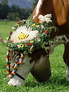 brown and white cow eating green grass thumbnail
