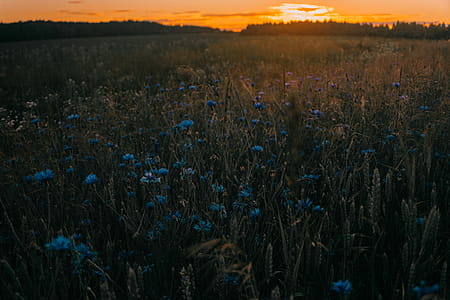 Blue and Green Flowers thumbnail