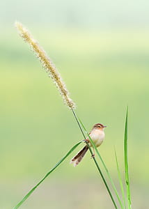 brown and white bird on green grass thumbnail