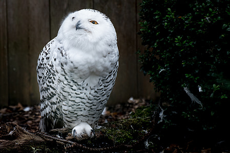 closeup photo of snowy owl thumbnail