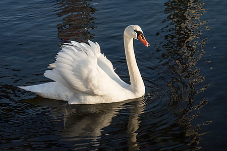 white swan on body of water at daytime thumbnail