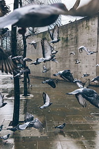flock of flying pigeons thumbnail