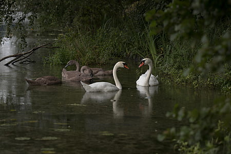 two swans on water thumbnail