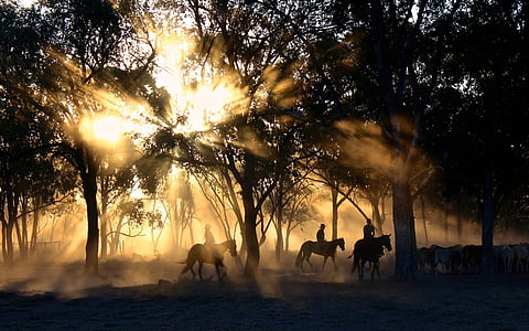 sunlight through trees thumbnail