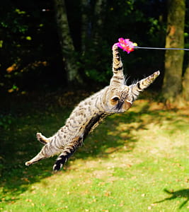 silver tabby cat playing pink feather toy thumbnail
