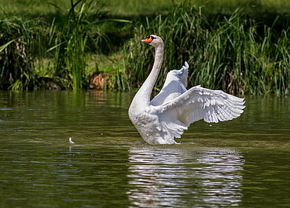 White Swan on Green Body of Water thumbnail