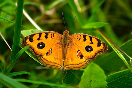 pansy peacock butterfly thumbnail