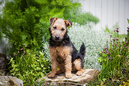 brown and black dog standing on rock thumbnail