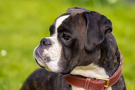 adult brindle and white Boxer closeup photography thumbnail