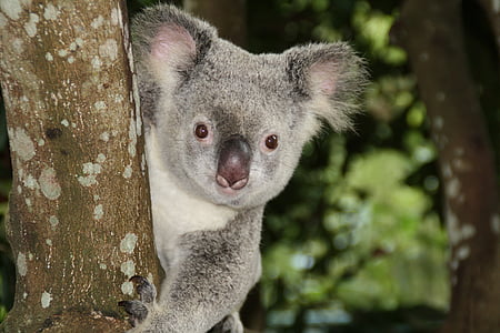 wildlife photography of koala thumbnail