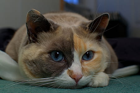 closeup photo of short-furred brown and white cat thumbnail