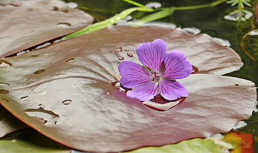 purple malva flower on lily pad thumbnail