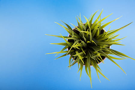blue, plant, leaves, color thumbnail