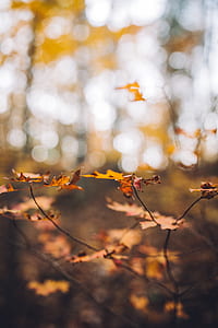 maple plant thumbnail