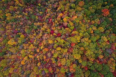 assorted leafed plants thumbnail