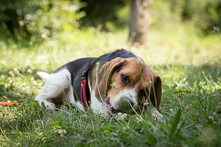 Beagle Lying on Green Grass Field thumbnail