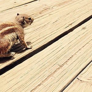 wood, nature, animal, fur thumbnail